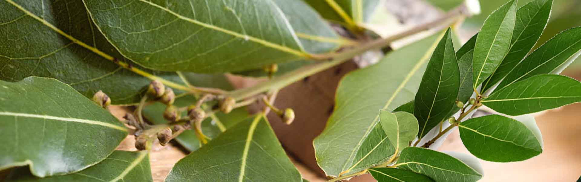 Bay Leaves