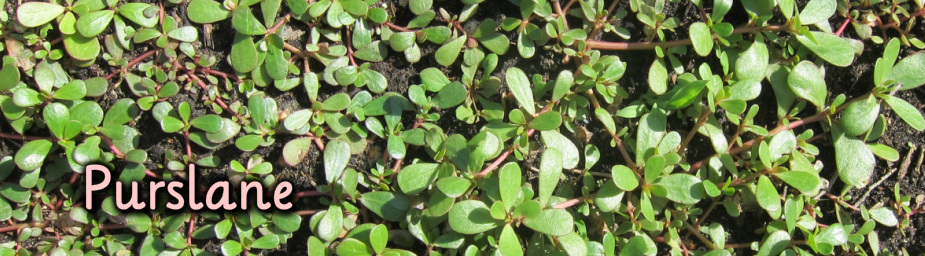 The Purslane Plant