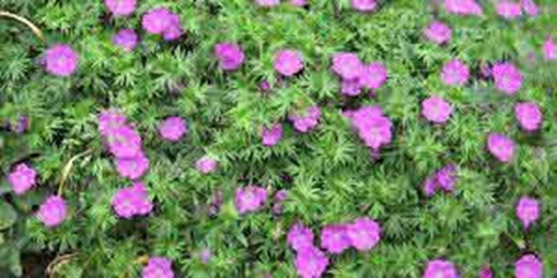 The Geranium Citronella Plant