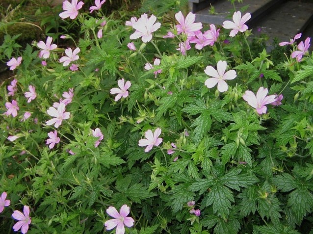 Geranium plant