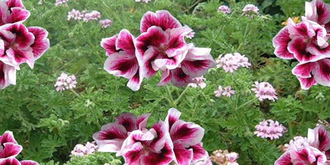 Geranium