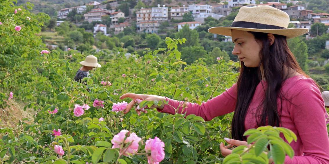 Cyprus Smell and Aromas