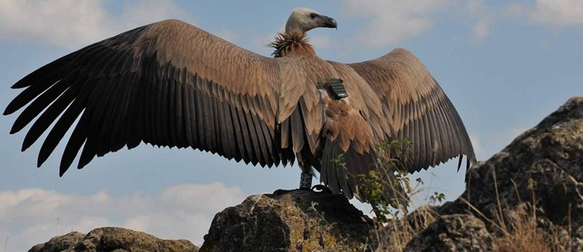 Griffon Vulture Wingspan