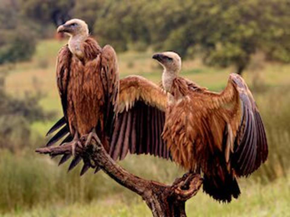 Griffon Vultures