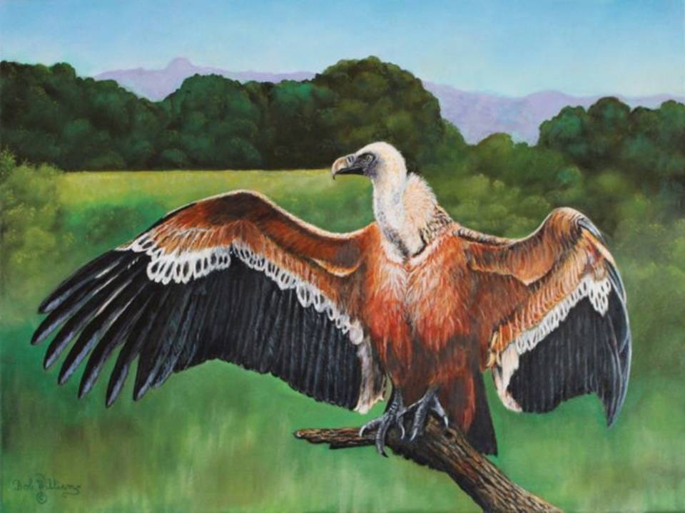 The Griffon Vulture