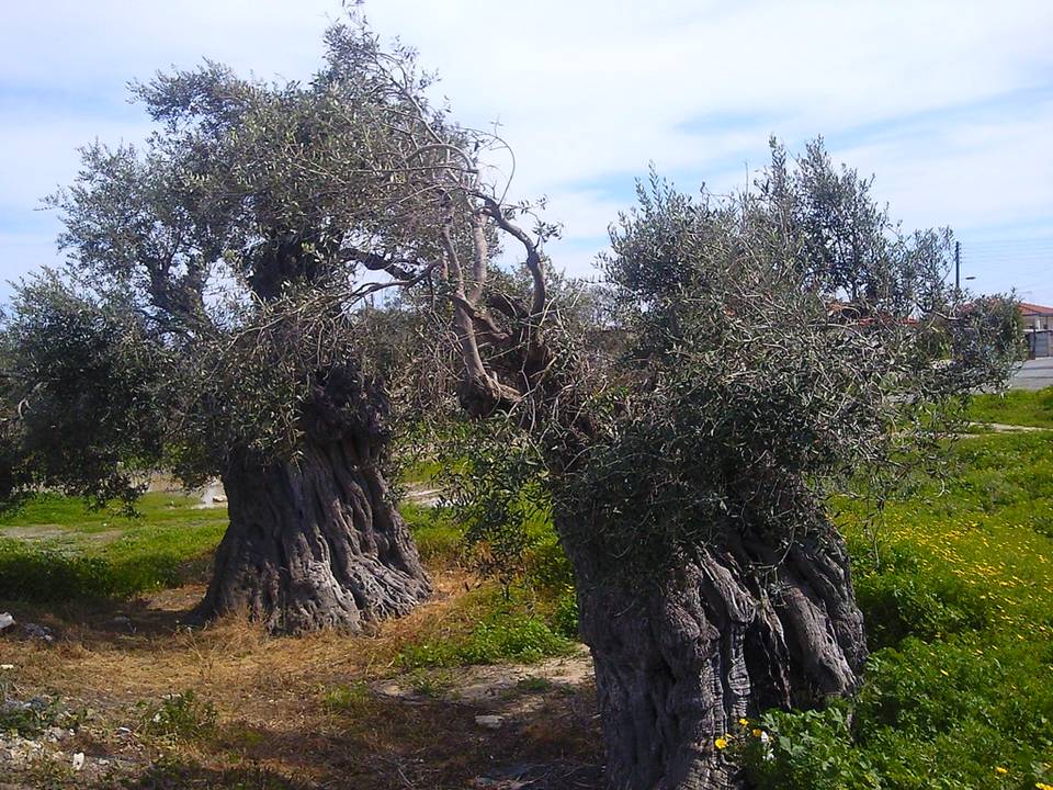 The Oldest Olive Tree in Akrotiri Limassol