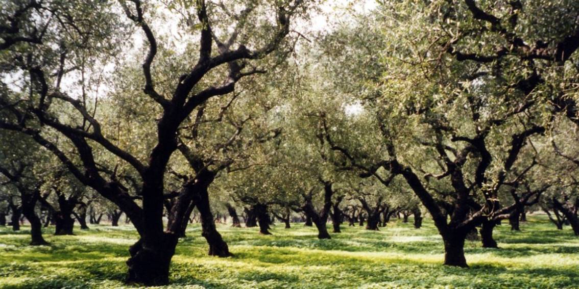 The Oldest Olive Trees Protected by the Department of Forest