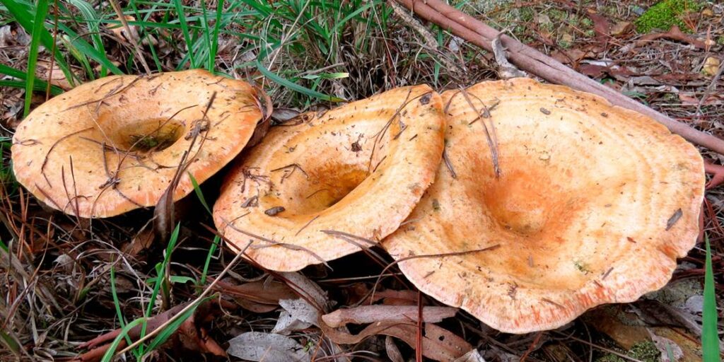 Cyprus Mushrooms