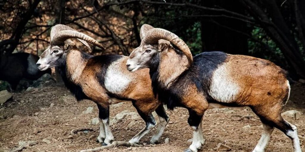 Mouflon Cyprus