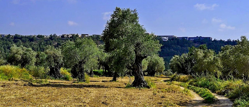 Oldest Olive Trees in Cyprus