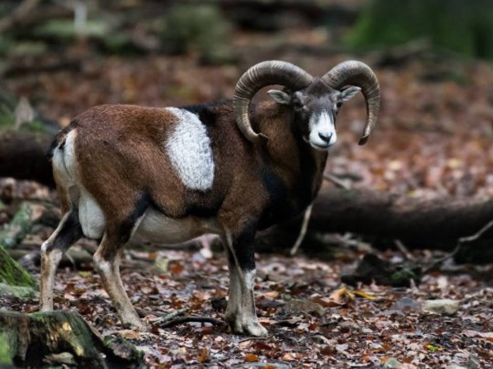 The Cypriot Mouflon