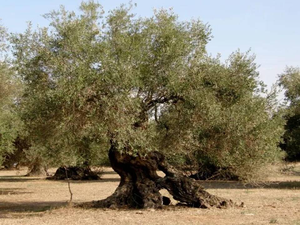 The Oldest Olive Tree in Agios Georgios Athiainou