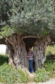 The Oldest Olive Tree in Avdimou Village