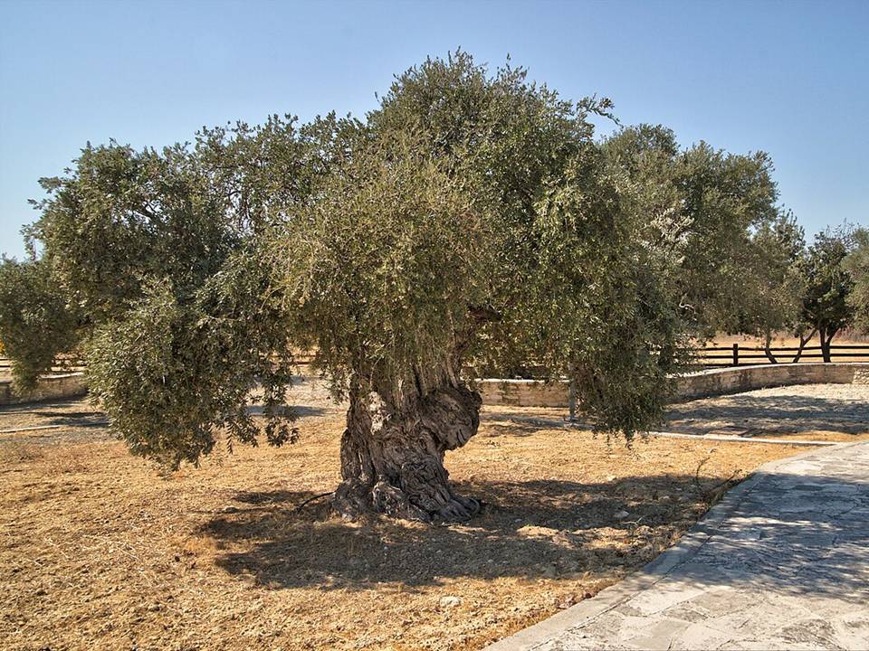 The Oldest Olive Tree in Psematismenos Village