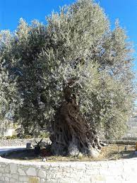 The Oldest Olive Tree in Skarinou