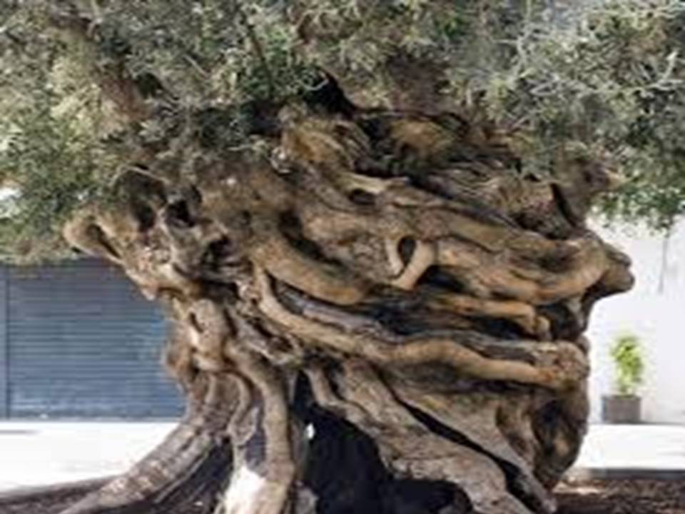 The Oldest Olive Tree in Xyliatos Nicosia