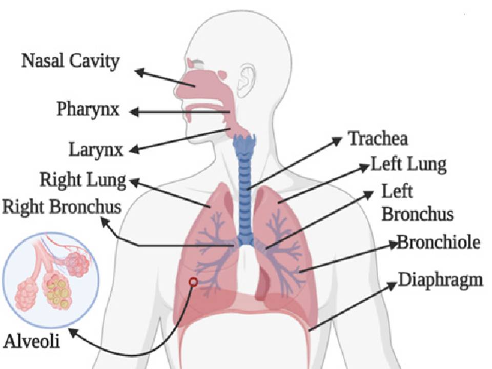 Respiratory System