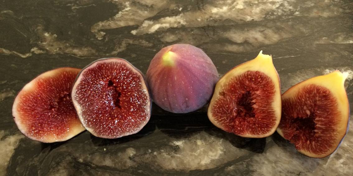 Fig Purple