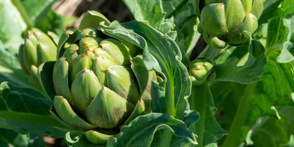 The Artichoke
