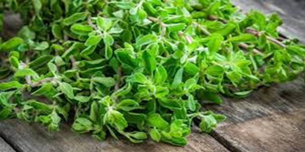 Manchurana Herb