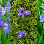 The Wild Blue Iris: The Troodos Mountains of Cyprus hold a secret. For just a few weeks each spring, the high slopes burst into colour.