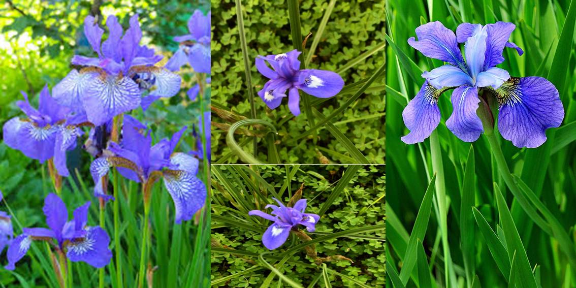The Wild Blue Iris: The Troodos Mountains of Cyprus hold a secret. For just a few weeks each spring, the high slopes burst into colour.
