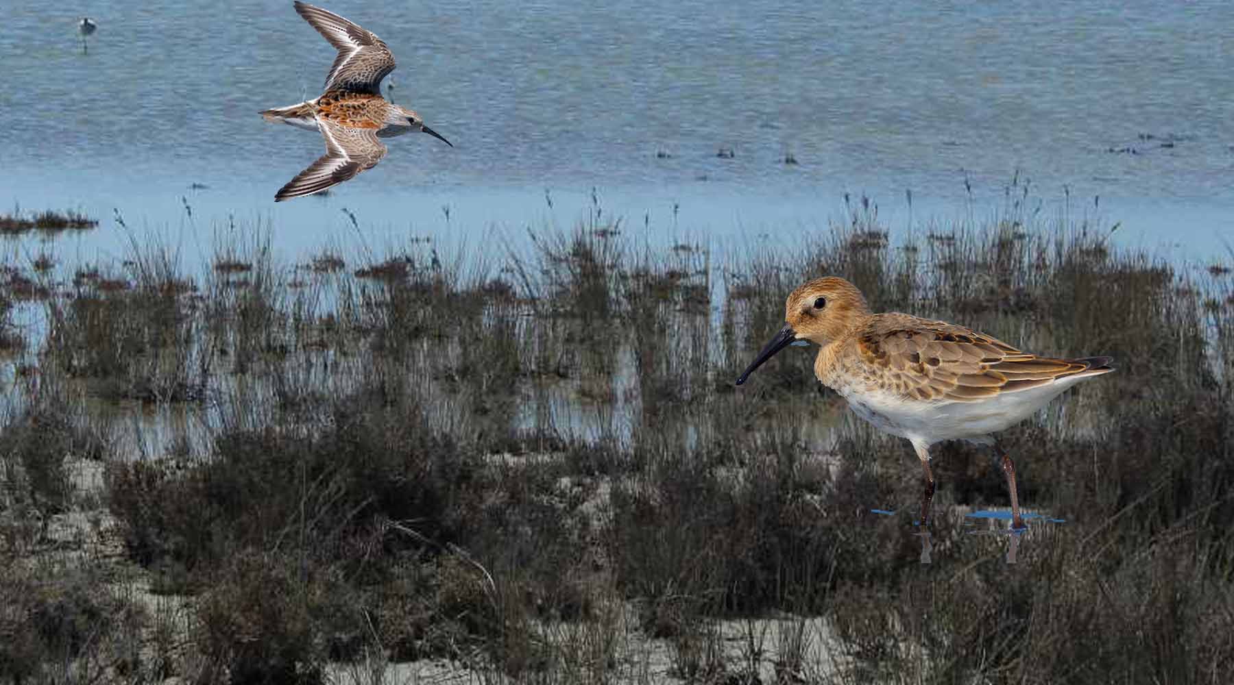 Calidris Alpina Lasposkalistra