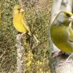 European Greenfinch