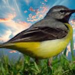 Gray Wagtail Bird