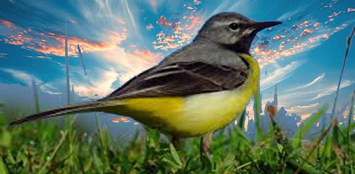Gray Wagtail Bird