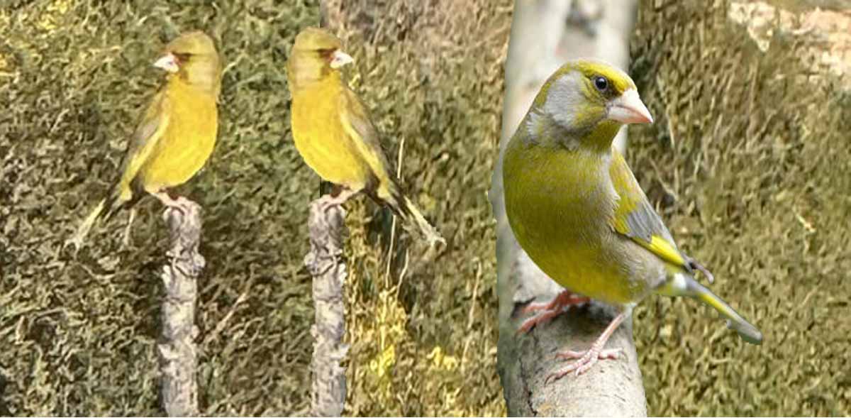 European Greenfinch
