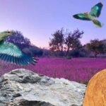 European Roller Bird