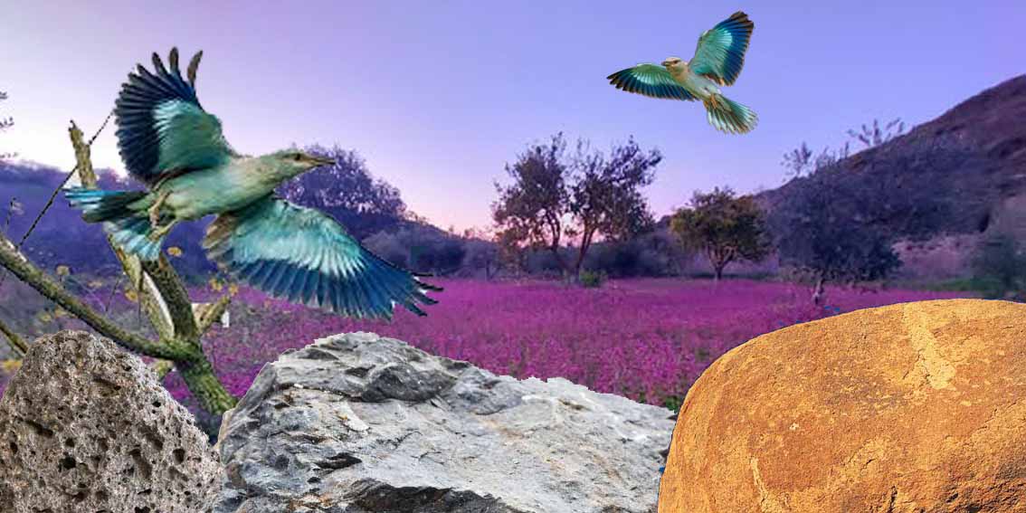 European Roller Bird