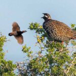 Francolina of Cyprus