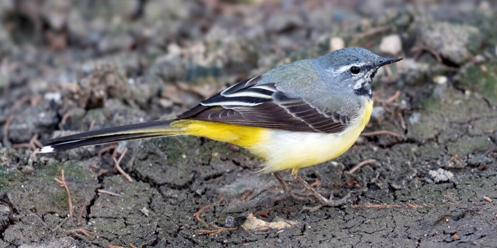 Gray Wagtail