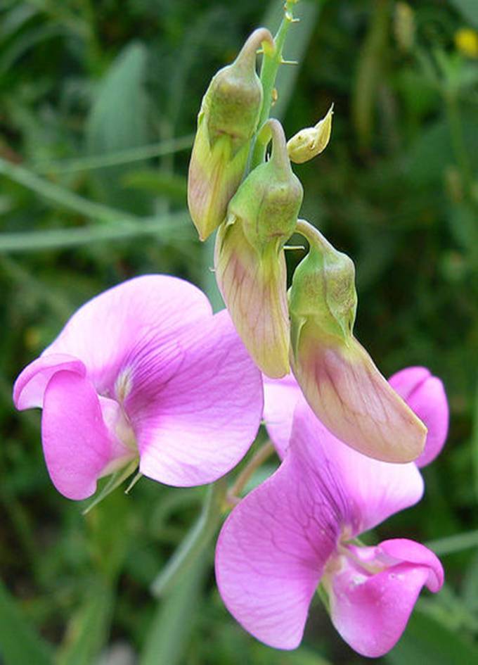 Lathyrus Latifolius Flowers