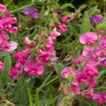 Lathyrus Latifolius Red Pearl