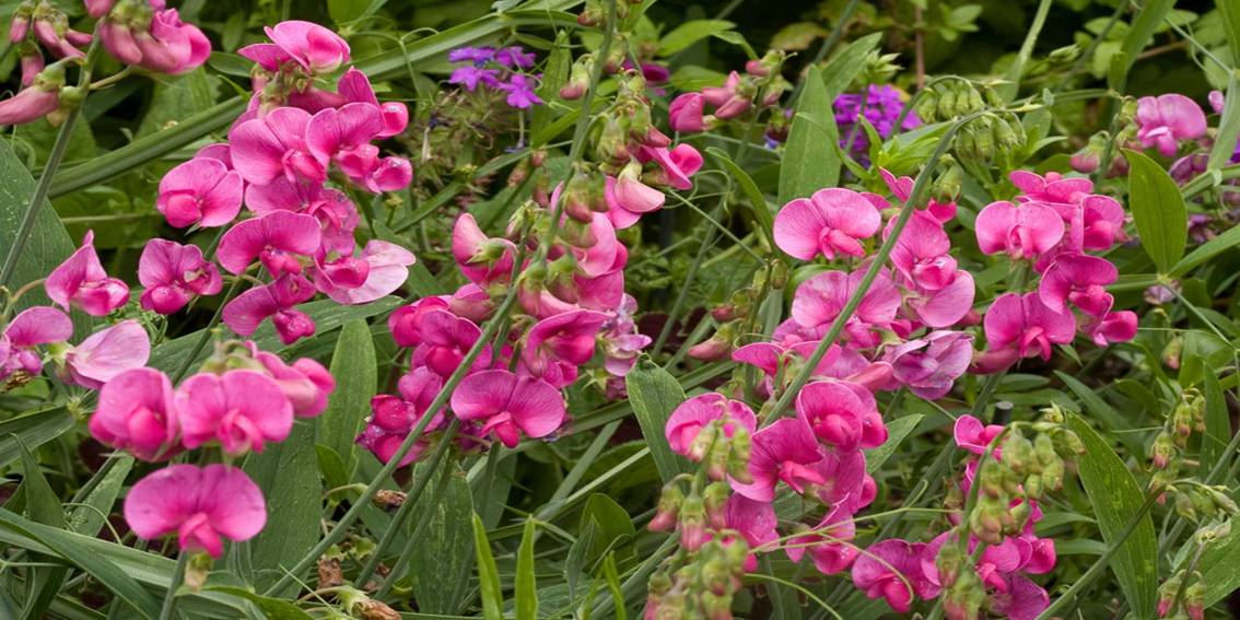 Lathyrus Latifolius Red Pearl