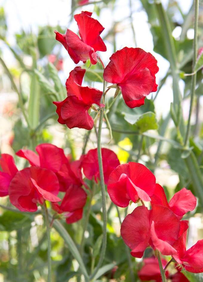 Lathyrus Odoratus