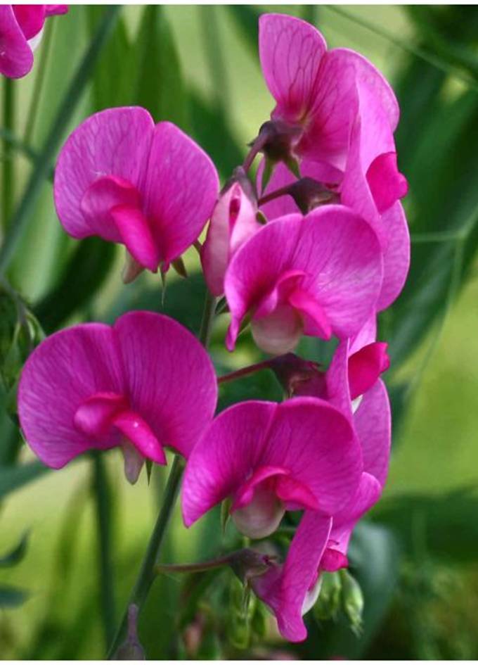 Lathyrus Rred Pearl