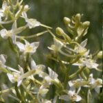 The Lesser Butterfly Orchid: As dusk falls across damp meadows and heath lands, a subtle transformation begins.