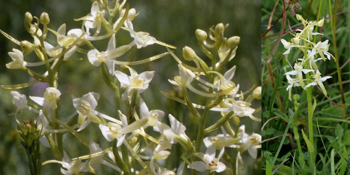 The Lesser Butterfly Orchid: As dusk falls across damp meadows and heath lands, a subtle transformation begins.