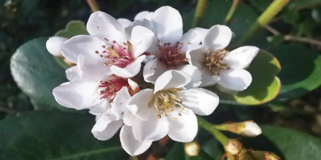 Loquat Flower