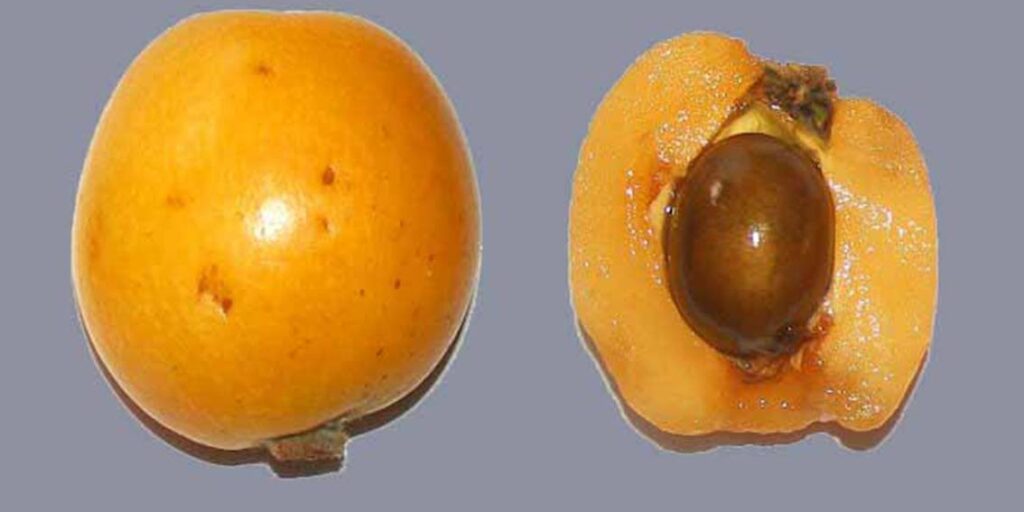 Loquat Fruit