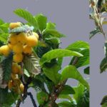 Loquat - Japanese Plum
