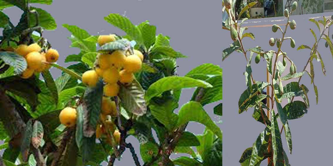 Loquat - Japanese Plum