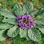 Mandragora Officinarum