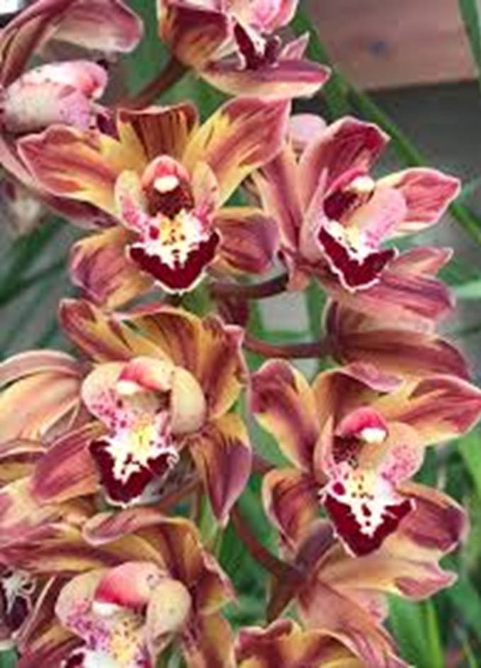 Orchid 10