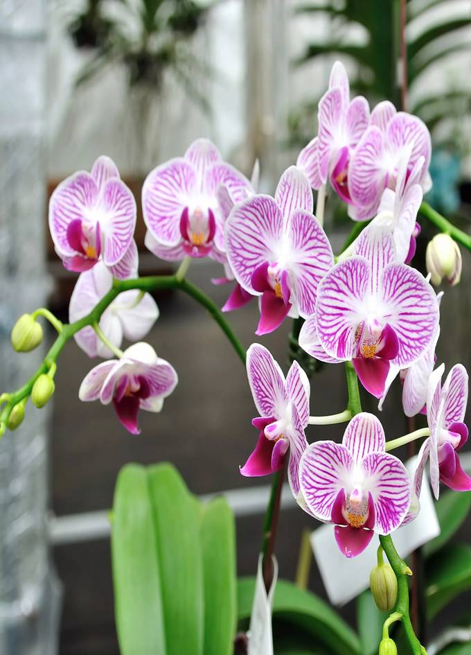 Orchid 3