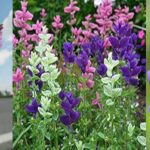 Salvia Verbenaca Plant